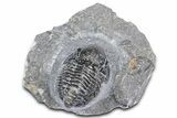 Detailed Gerastos Trilobite Fossil - Morocco #363943-1